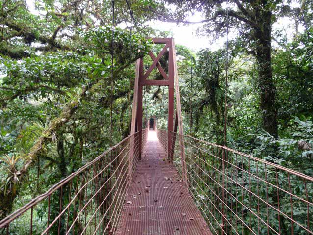 Pont suspendu au niveau de la canopée de la forêt nuageuse du Monteverde